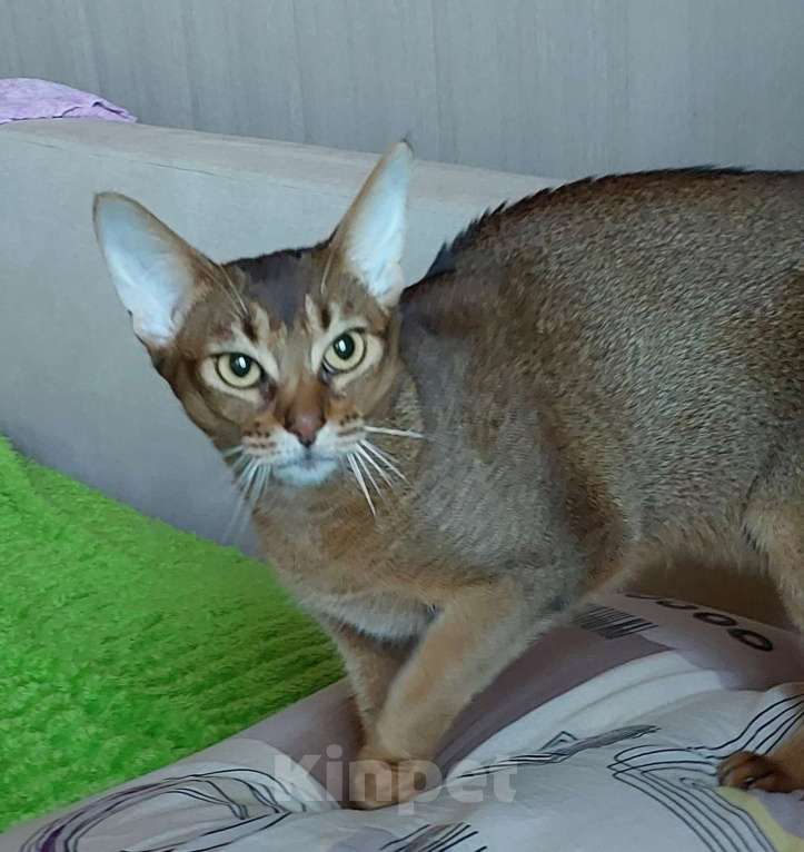 Кошки в Москве: Абиссинская отдам Девочка, Бесплатно - фото 5