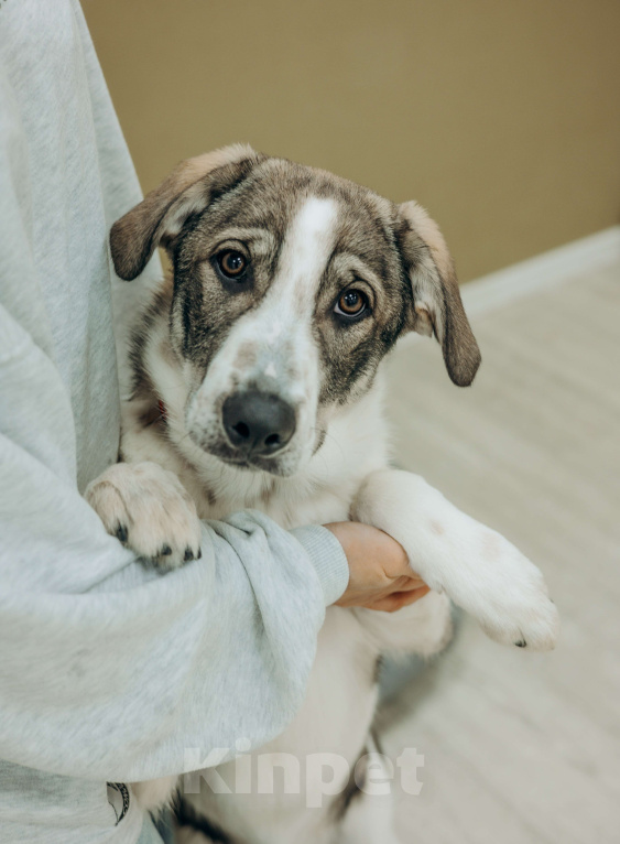 Собаки в Москве: Щенки бесплатно в Москве Девочка, Бесплатно - фото 4
