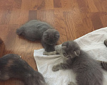 Кошки в Краснодаре: Кошечка в добрые руки даром Девочка, Бесплатно - фото 9