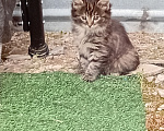Кошки в Красноярске: Котёнок  в добрые руки Мальчик, Бесплатно - фото 2