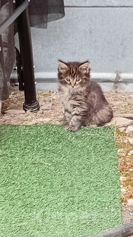 Кошки в Красноярске: Котёнок  в добрые руки Мальчик, Бесплатно - фото 2