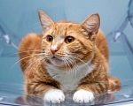 Кошки в Мытищах: Кошка Дуся в добрые руки Девочка, Бесплатно - фото 7