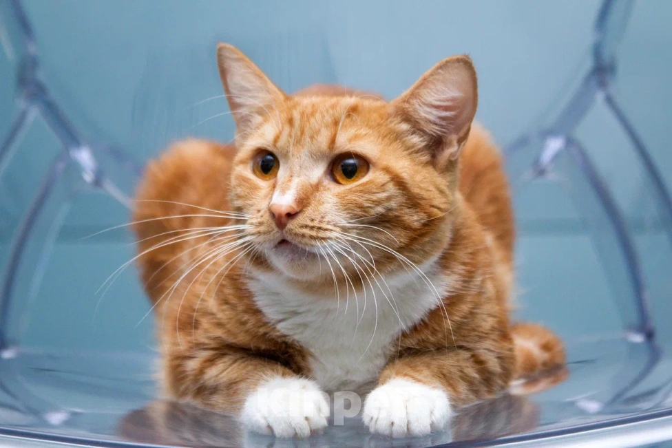 Кошки в Мытищах: Кошка Дуся в добрые руки Девочка, Бесплатно - фото 7