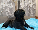 Собаки в других городах Московской области: Щенки Мальчик, 140 000 руб. - фото 10