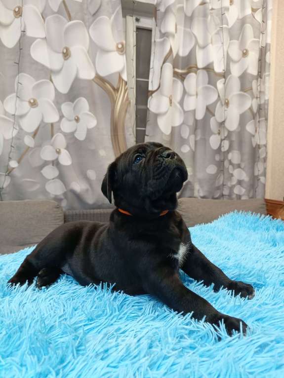 Собаки в других городах Московской области: Щенки Мальчик, 140 000 руб. - фото 10