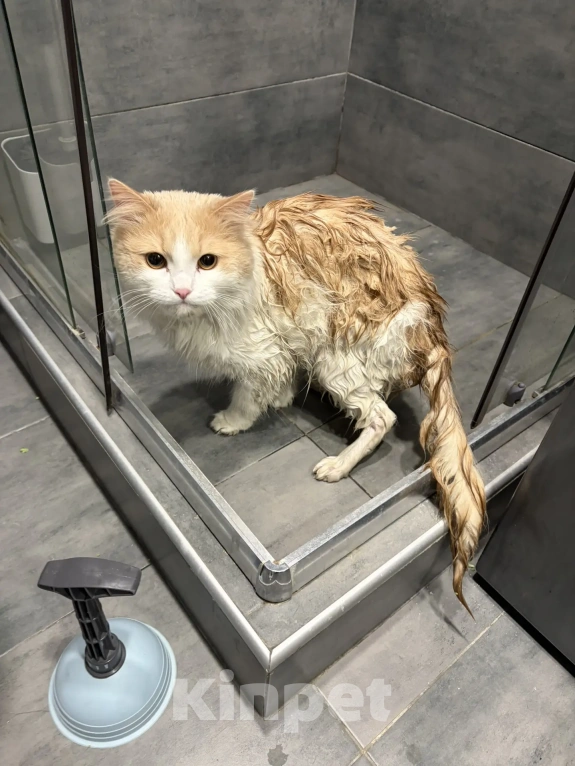 Кошки в Москве: Найден кот Мальчик, 1 руб. - фото 2