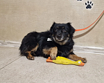 Собаки в Краснодаре: Ищу своего жадину который не отдаст меня ни кому  Девочка, 1 руб. - фото 3