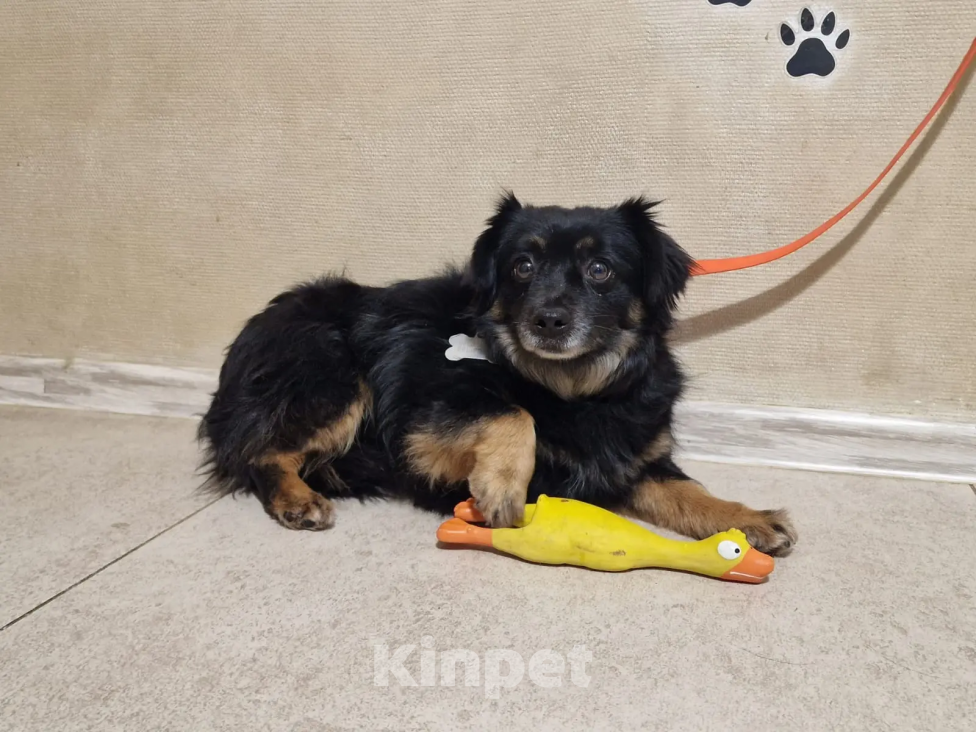 Собаки в Краснодаре: Ищу своего жадину который не отдаст меня ни кому  Девочка, 1 руб. - фото 3