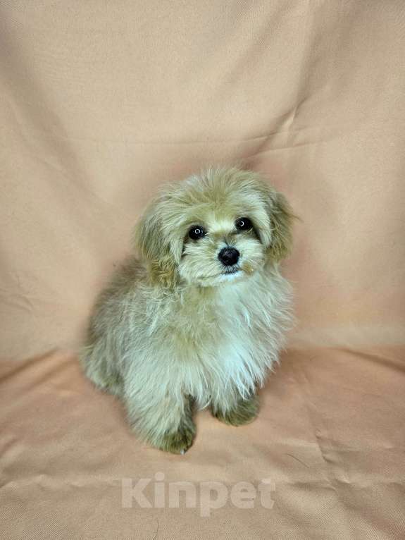 Собаки в Москве: Мальтипу девочка щенок Девочка, 80 000 руб. - фото 5