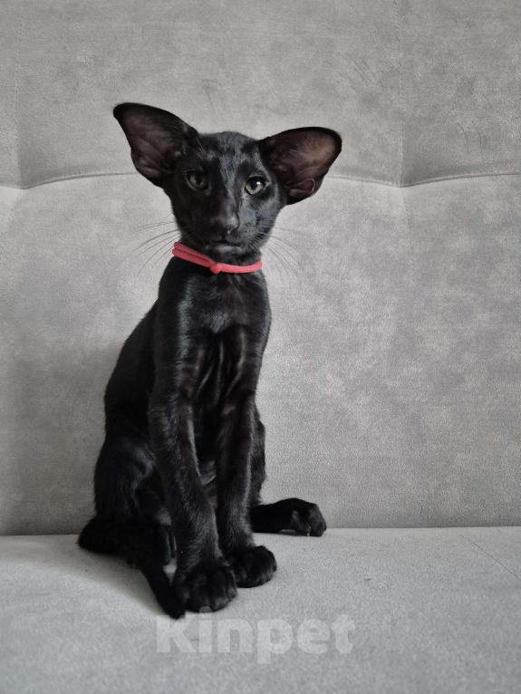 Кошки в Санкт-Петербурге: Ориентальный котенок Мальчик, Бесплатно - фото 1