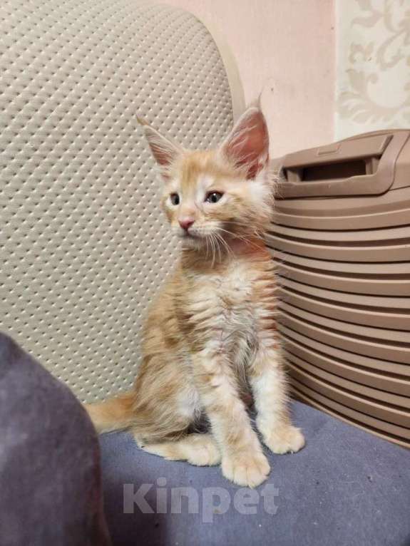 Кошки в Екатеринбурге: Котята мейн-кун в добрые руки Девочка, 20 000 руб. - фото 2