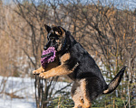 Собаки в других городах Московской области: Щенок немецкой овчарки рабочего разведения Девочка, 80 000 руб. - фото 1