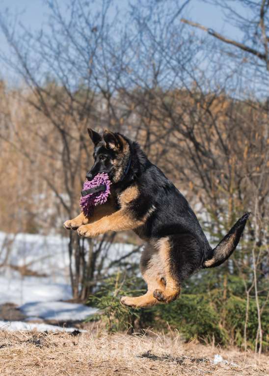 Собаки в других городах Московской области: Щенок немецкой овчарки рабочего разведения Девочка, 80 000 руб. - фото 1