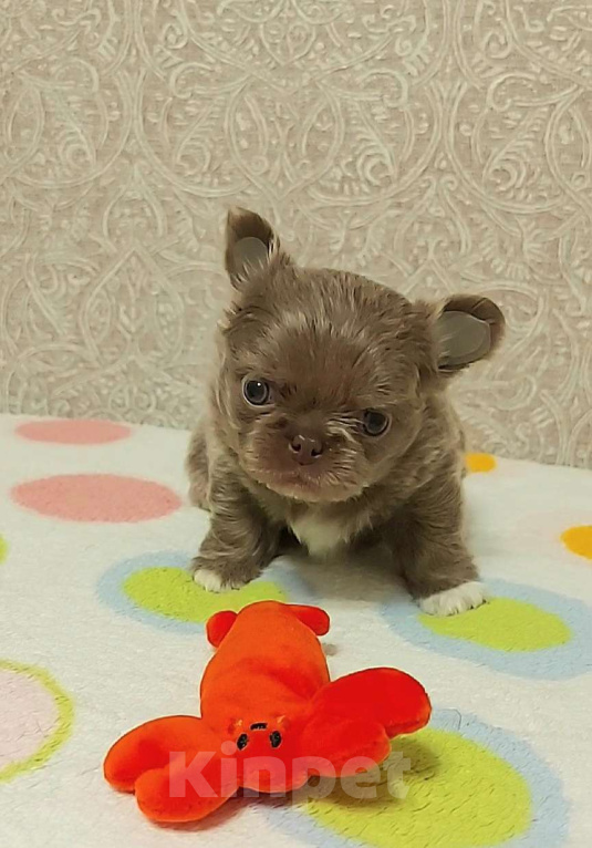 Собаки в Новосибирске: Невероятная длинношерстная лиловая девочка! Девочка, Бесплатно - фото 2