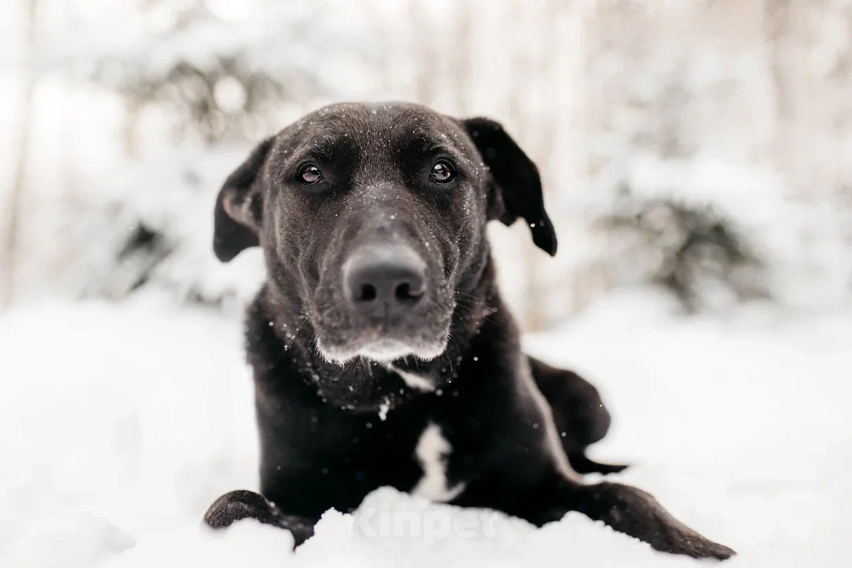 Собаки в Москве: Интеллектуальный и сильный Лавр. Он же Лавров, он же Лавруша. Мальчик, Бесплатно - фото 9