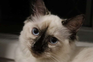 Невская маскарадная кошка