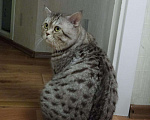 Кошки в Архангельске: Кот на вязку, 1 000 руб. - фото 2