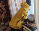 Собаки в Липецке: Вязка питбуль, 1 500 руб. - фото 4