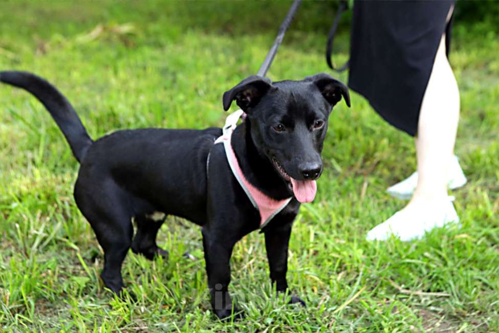 Собаки в Санкт-Петербурге: Коротколапый небольшой Бемби ищет дом! Мальчик, Бесплатно - фото 2