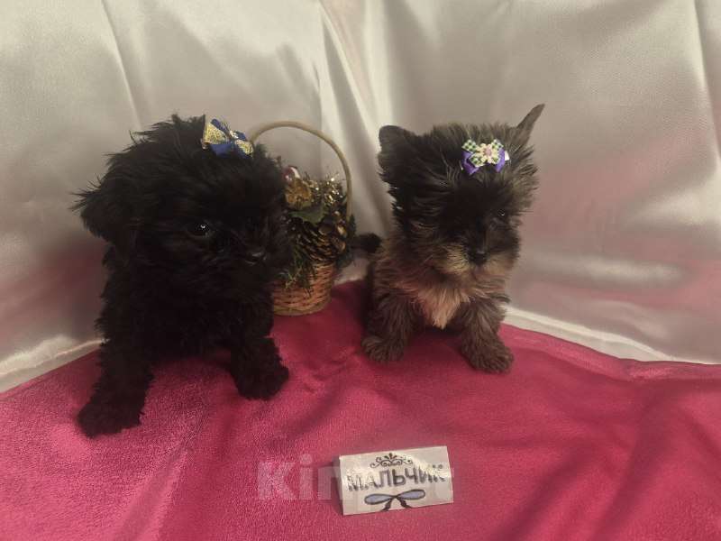 Собаки в Москве: Мальчишки редкого окраса - голубой мрамор и черный без подпала Мальчик, 35 000 руб. - фото 2