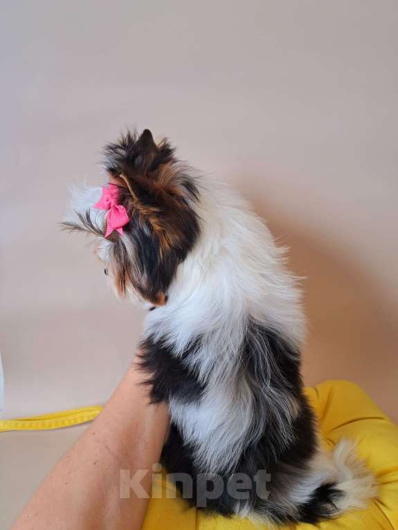 Собаки в Москве: Девочка Бивер Девочка, 265 000 руб. - фото 3