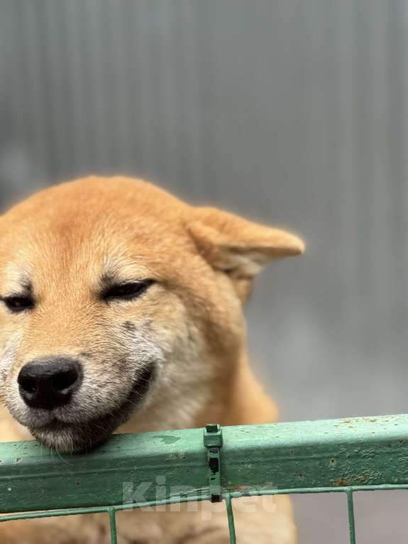 Собаки в Балашихе: Отличный мальчик сиба Мальчик, 40 000 руб. - фото 4