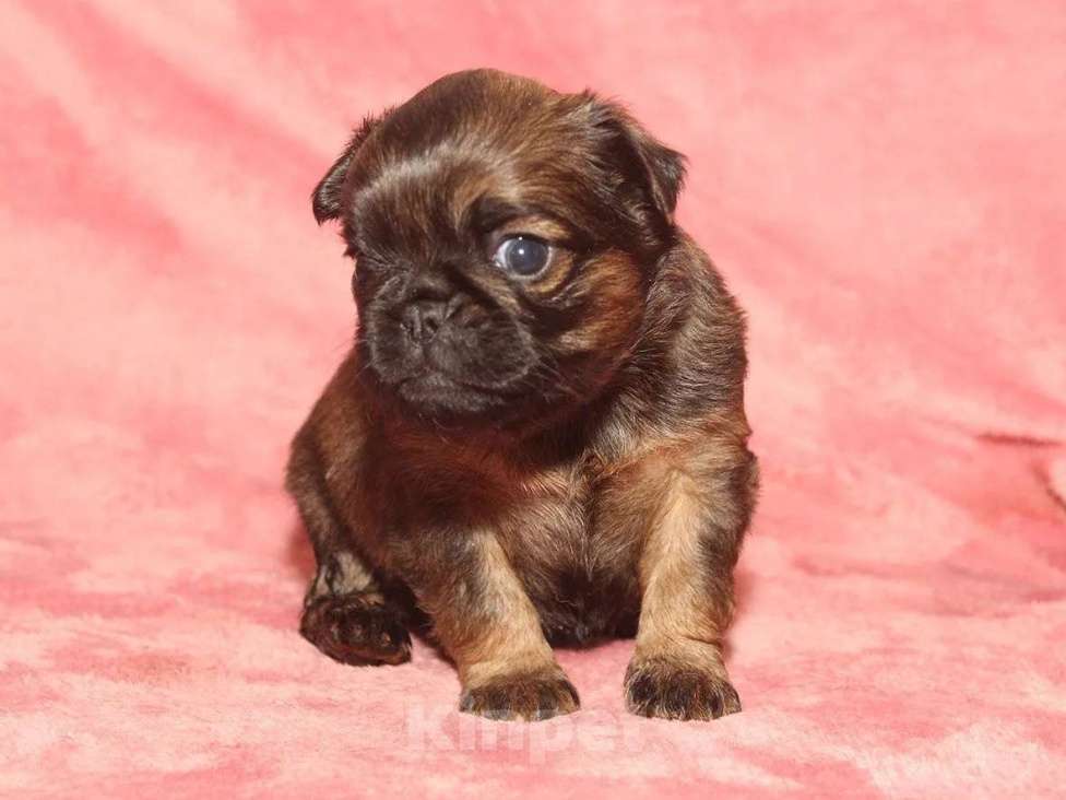 Собаки в Санкт-Петербурге: Маленькая разбойница Девочка, 80 000 руб. - фото 3