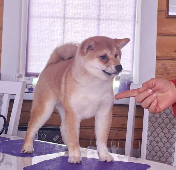 Собаки в Москве: Сиба ину. Красотка. Девочка, 70 000 руб. - фото 9