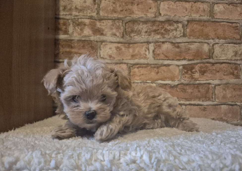 Собаки в Москве: Парень мальтипу ф1 Мальчик, 85 000 руб. - фото 1