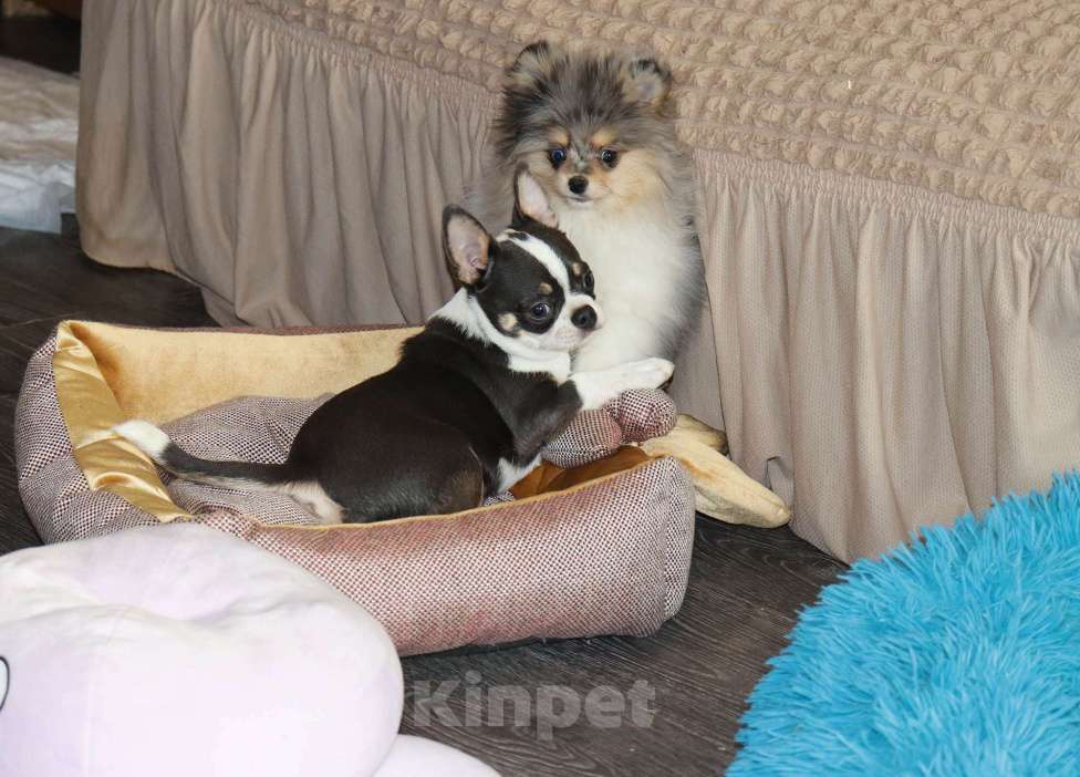 Собаки в Москве: Голубоглазый щенок шпица Мальчик, 55 000 руб. - фото 6