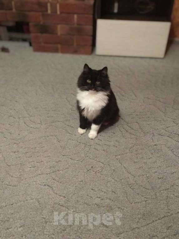 Кошки в Рязани: Отдам котёнка в добрые руки. Котёнок ищет дом и любящих хозяевов Мальчик, Бесплатно - фото 2