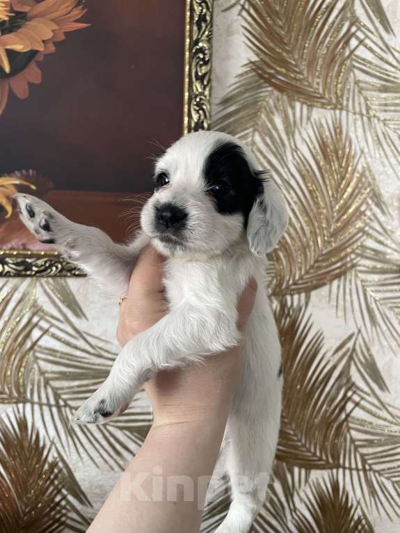 Собаки в других городах Свердловской области: Продам щенков русский спаниель Девочка, 7 000 руб. - фото 2