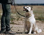 Собаки в Клине: Суперактивная Халва Девочка, Бесплатно - фото 5
