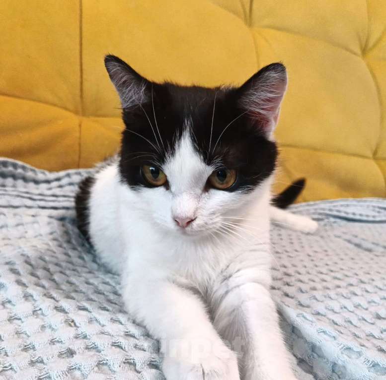 Кошки в Москве: Ласковая красоточка Луна в поисках своей семьи  Девочка, Бесплатно - фото 7