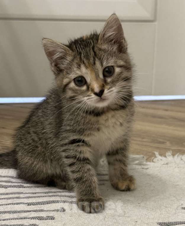 Кошки в Москве: Котенок в добрые руки Девочка, Бесплатно - фото 8