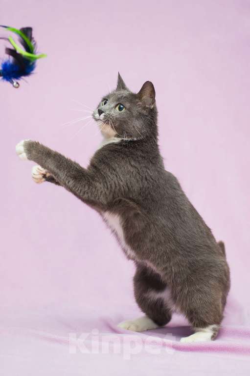 Кошки в Москве: Забавушка, кошка- нежность Девочка, Бесплатно - фото 2