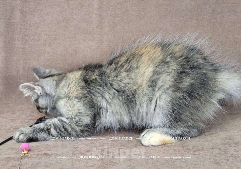 Кошки в Всеволожске: Кошка мейн-кун Cora Raksi Line Девочка, Бесплатно - фото 1
