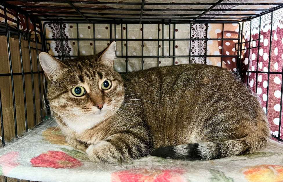 Кошки в Москве: Осторожная девочка Тутси в дар добрым людям Девочка, Бесплатно - фото 8