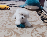 Собаки в Москве: Бишон фризе Мальчик, Бесплатно - фото 1