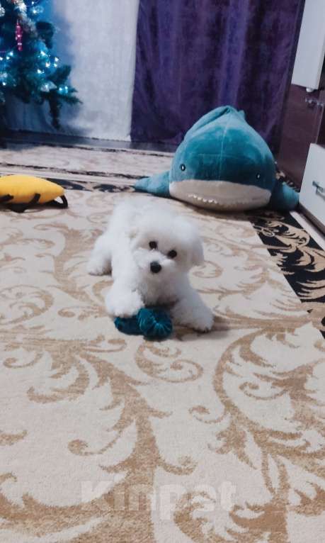 Собаки в Москве: Бишон фризе Мальчик, Бесплатно - фото 1