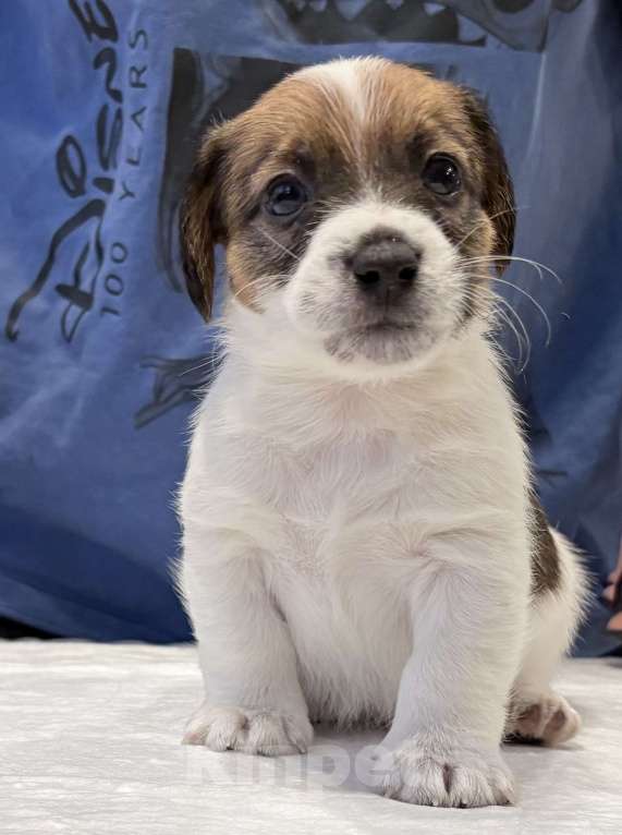 Собаки в Пензе: Продам щенков Джек Рассел терьера Мальчик, 1 руб. - фото 5