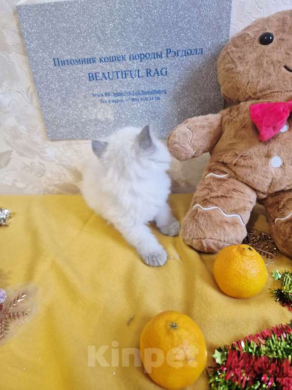 Кошки в Москве: Девочка Рэгдолл Девочка, 95 000 руб. - фото 9