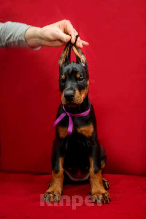 Собаки в Москве: Щенки добермана Девочка, 100 000 руб. - фото 5