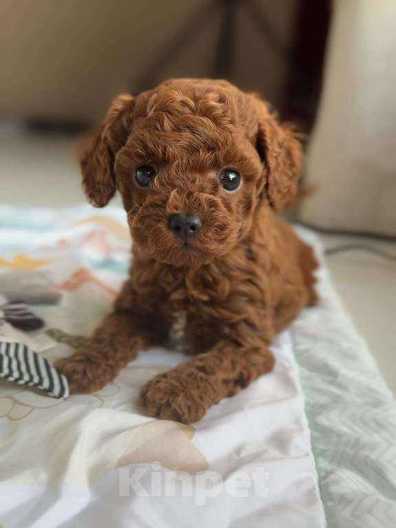 Собаки в Красноярске: Той-пудель, щенок Мальчик, 150 000 руб. - фото 3