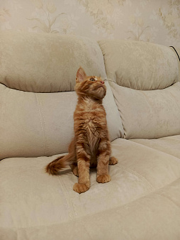 котенок мейн-кун#