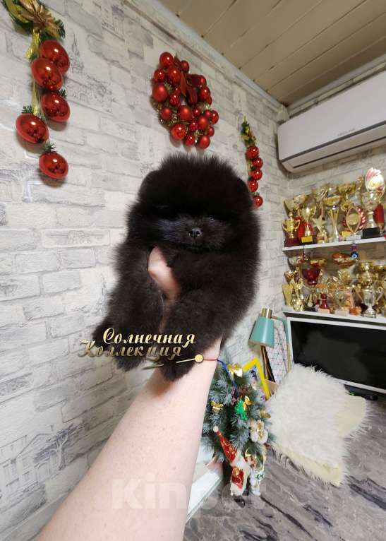 Собаки в Москве: Мальчик померанского шпица редкого черного окраса Мальчик, Бесплатно - фото 2