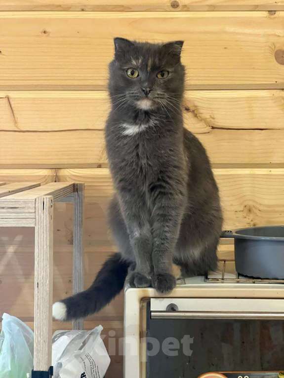 Кошки в Москве: Кошка Дакота ищет дом Девочка, Бесплатно - фото 1