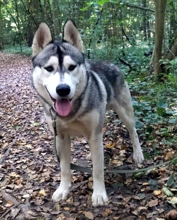 Собаки в Москве: Кобель 1,5 года Гром в добрые руки  Мальчик, Бесплатно - фото 3
