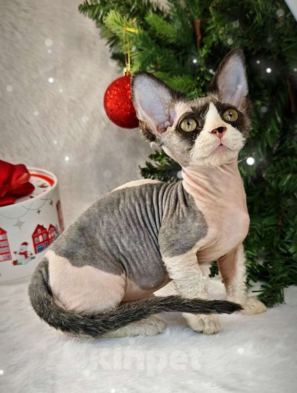 Кошки в Екатеринбурге: Канадский сфинкс котенок двэльф  Мальчик, 60 000 руб. - фото 4