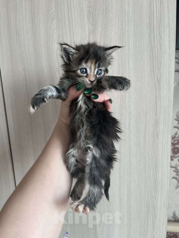 Кошки в других городах Брянской области: Девочка  Девочка, 6 000 руб. - фото 2